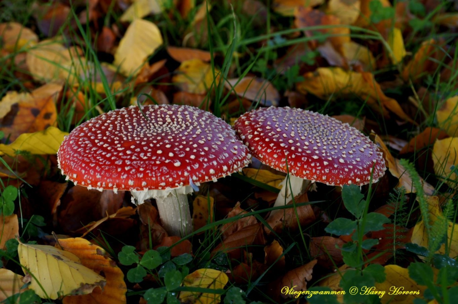 Herfst in Oisterwijk - Vliegenzwammen - Schimmels - Vliegenzwammen