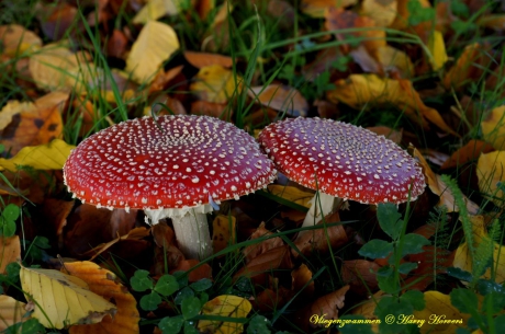 Herfst in Oisterwijk - Vliegenzwammen
