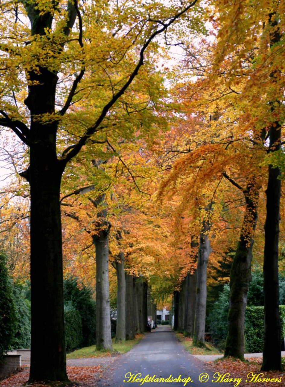 Herfst in Oisterwijk - Weer en landschap - Herfst
