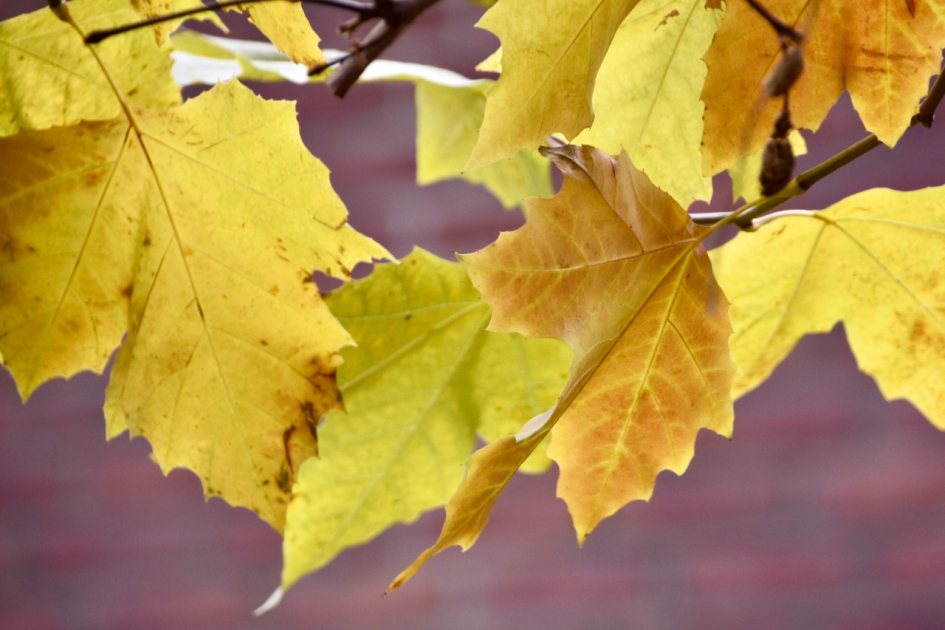 Herfstblad - Planten - 