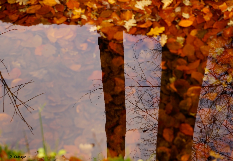 Herfstbladeren in het water - Planten - 