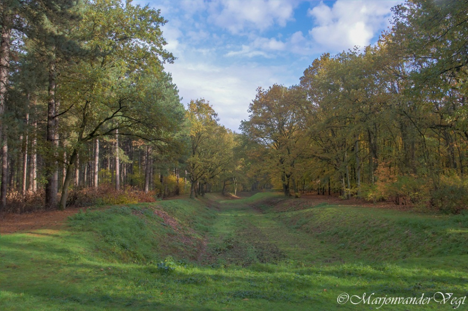 Herfstbos - Weer en landschap - Clingse Bossen