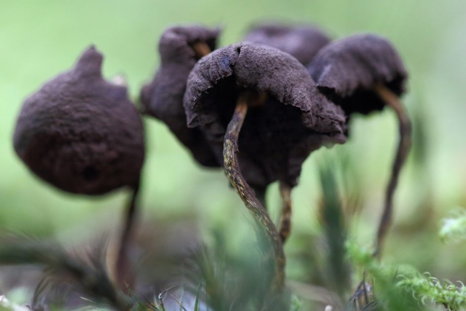 herfstdip - Schimmels - 