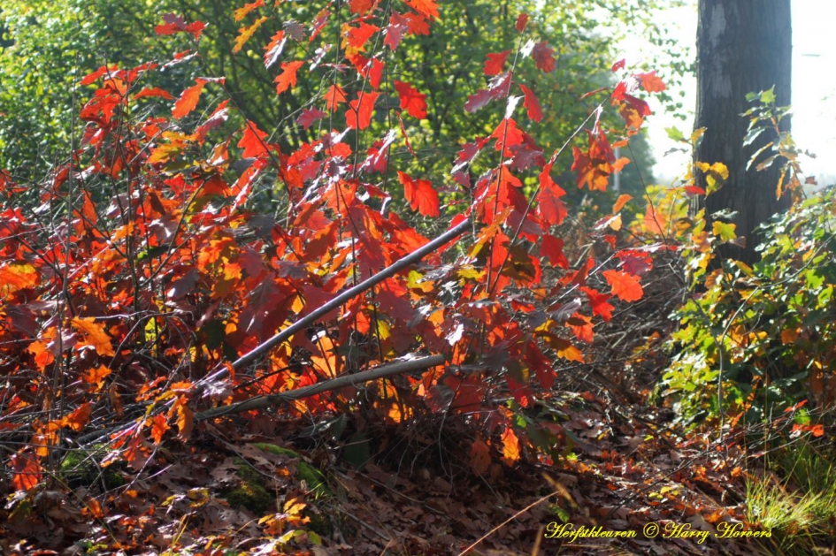 Herfstkleuren - Weer en landschap - 
