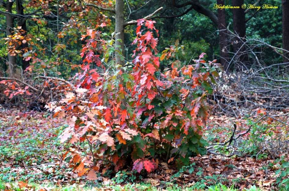 Herfstkleuren - Weer en landschap - 