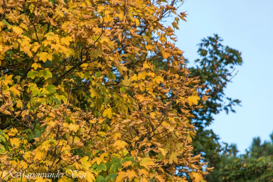Herfstkleuren - Planten - 