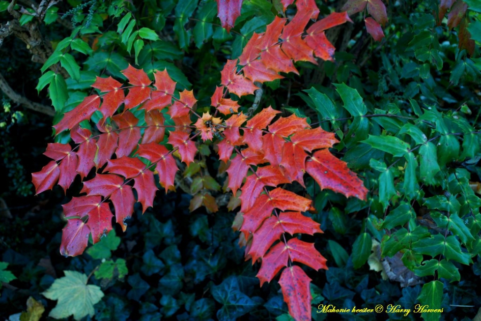 Herfstkleuren Mahonie heester - Planten - Mahonie
