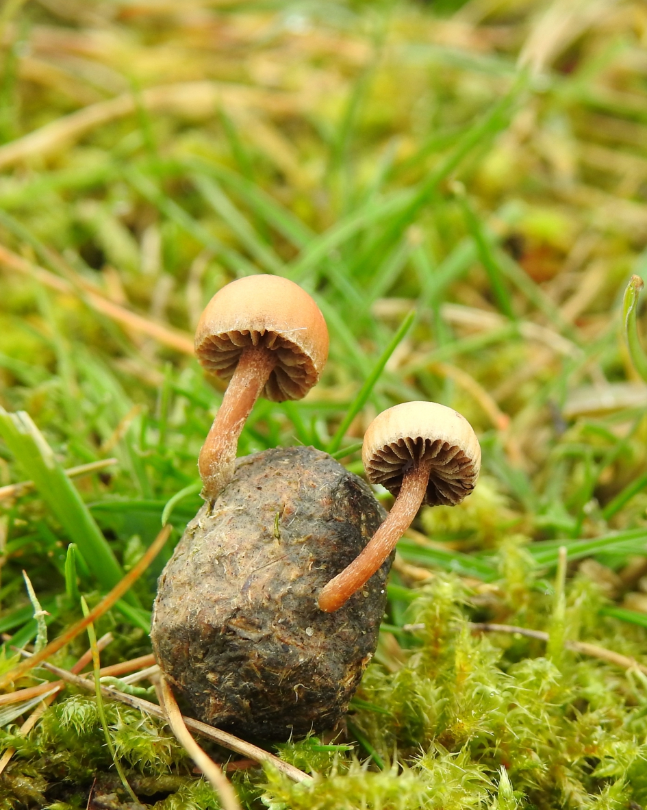 Hergebruik - Schimmels - 