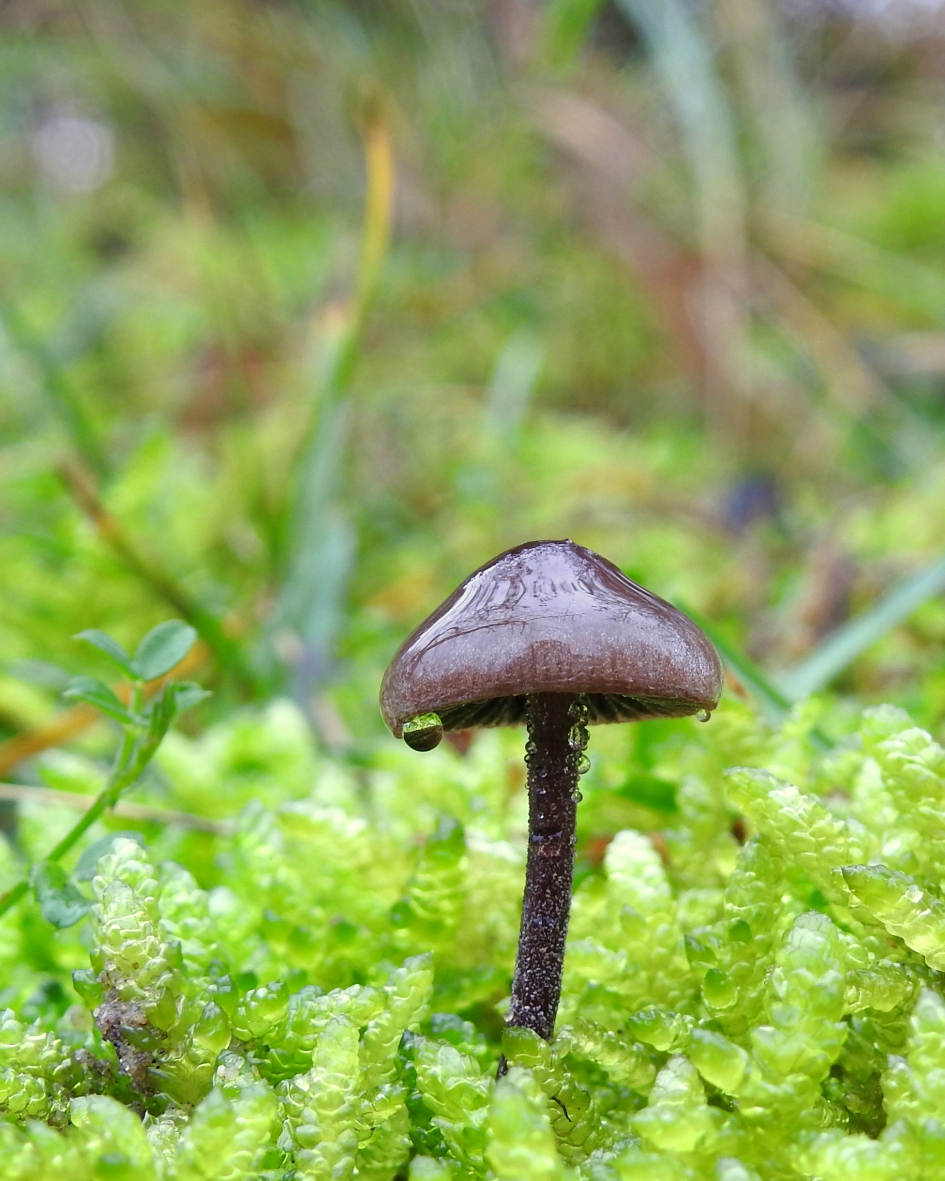 Het regent! - Schimmels - 