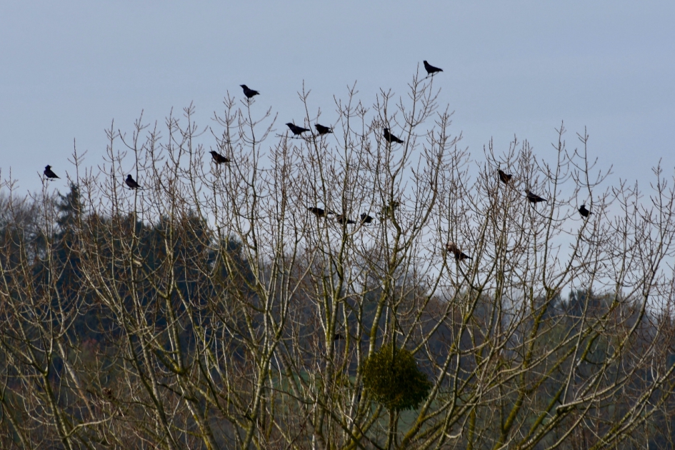 Hoog in de boom - Vogels - 