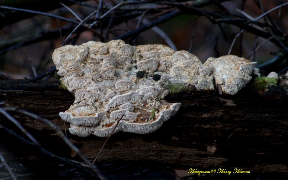 Houtzwam - Schimmels - 