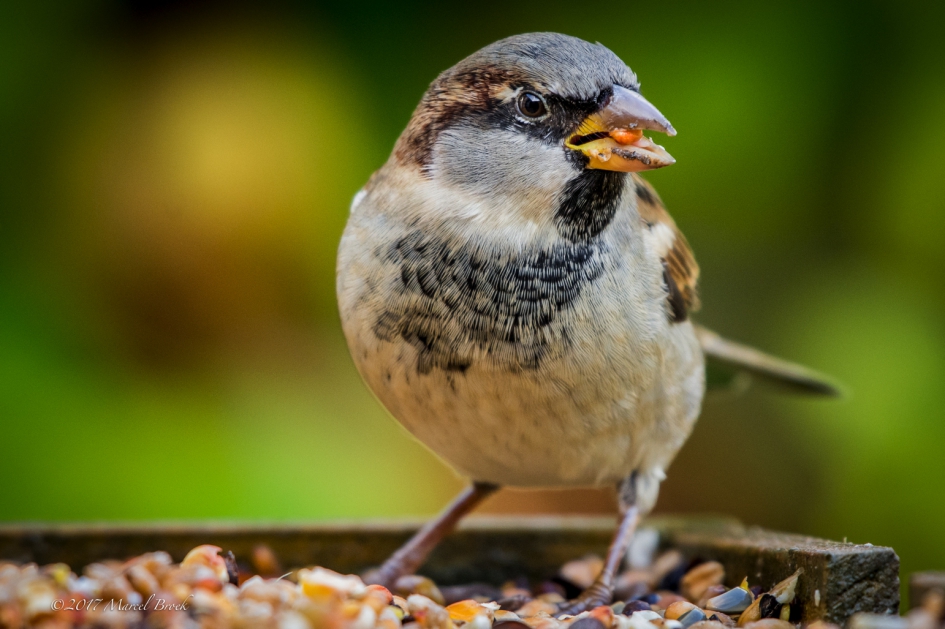 Huismus - Vogels - Mus