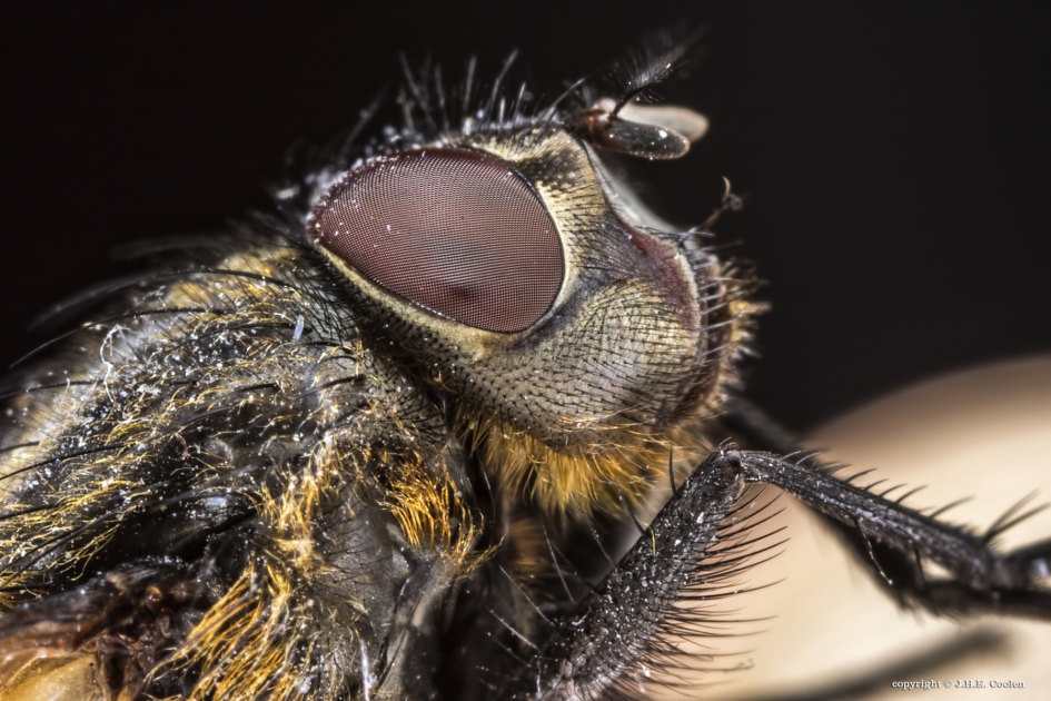 Huisvlieg 2 - Geleedpotigen - Vlieg