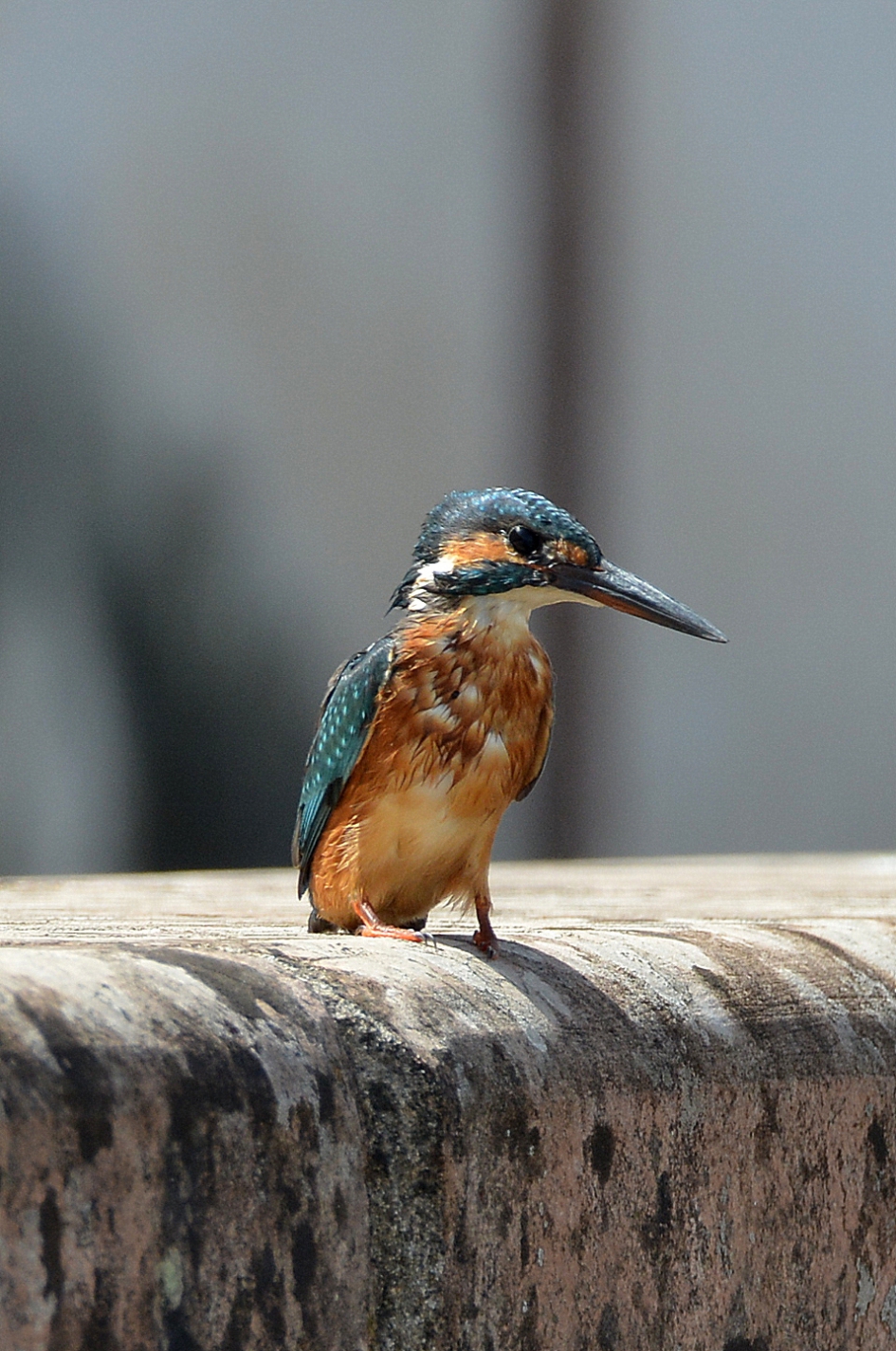 IJsvogel - Vogels - 