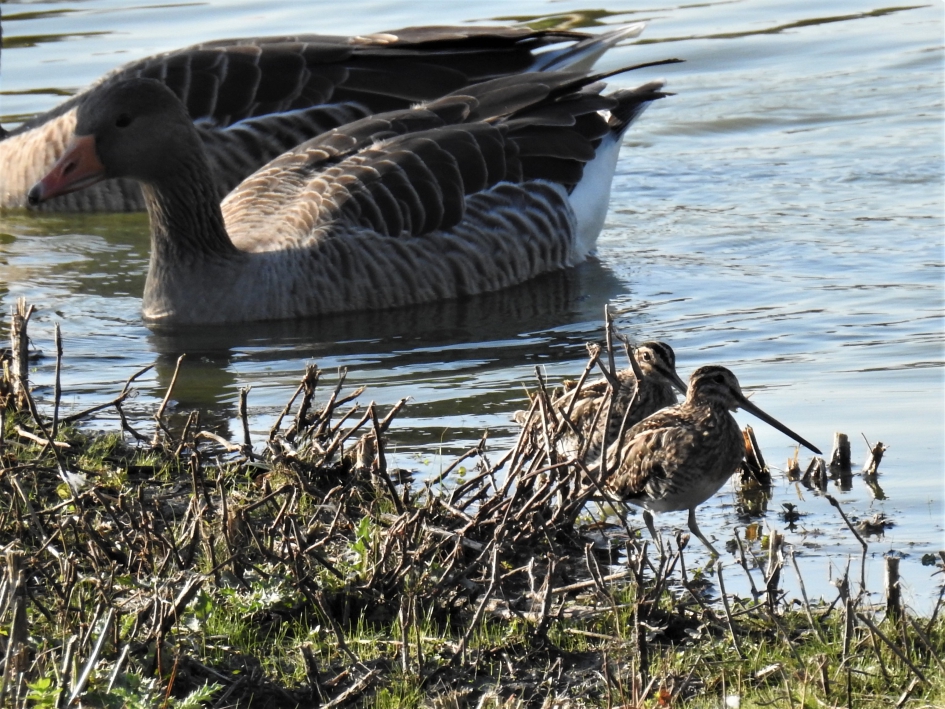 Ik ben groot en zij zijn klein - Vogels - Watersnip resp. Grauwe gans