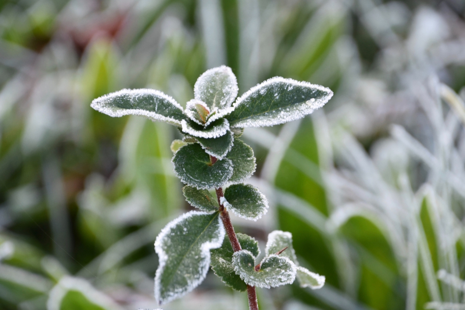 “Suikerrandje” - Planten - 