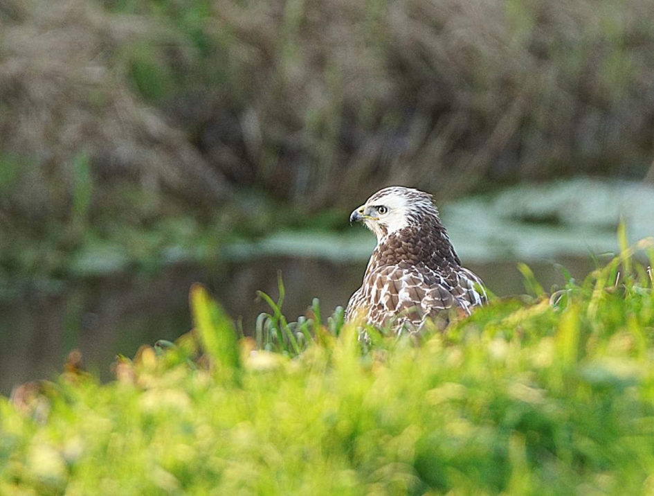 In de slootkant - Vogels - Buizerd