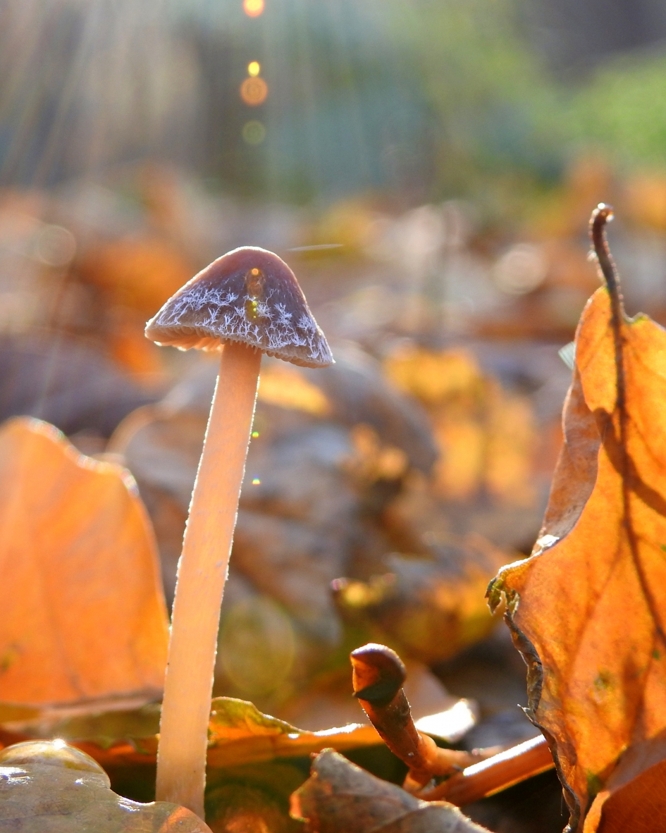 In een rommelig bos - Schimmels - Franjehoed