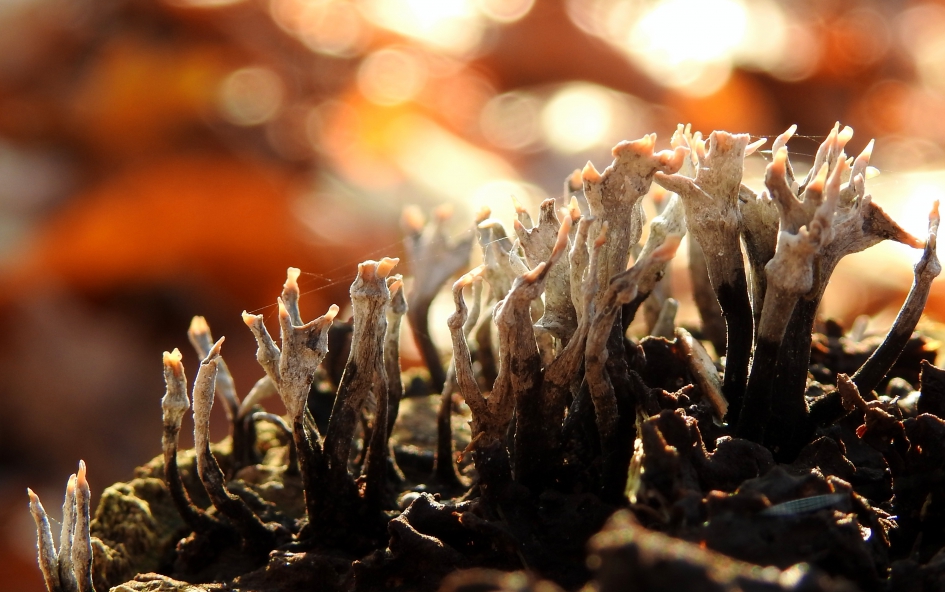 In vuur en vlam - Schimmels - Geweizwam