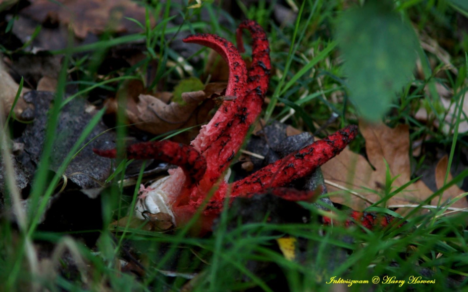 Inktviszwam - Schimmels - 