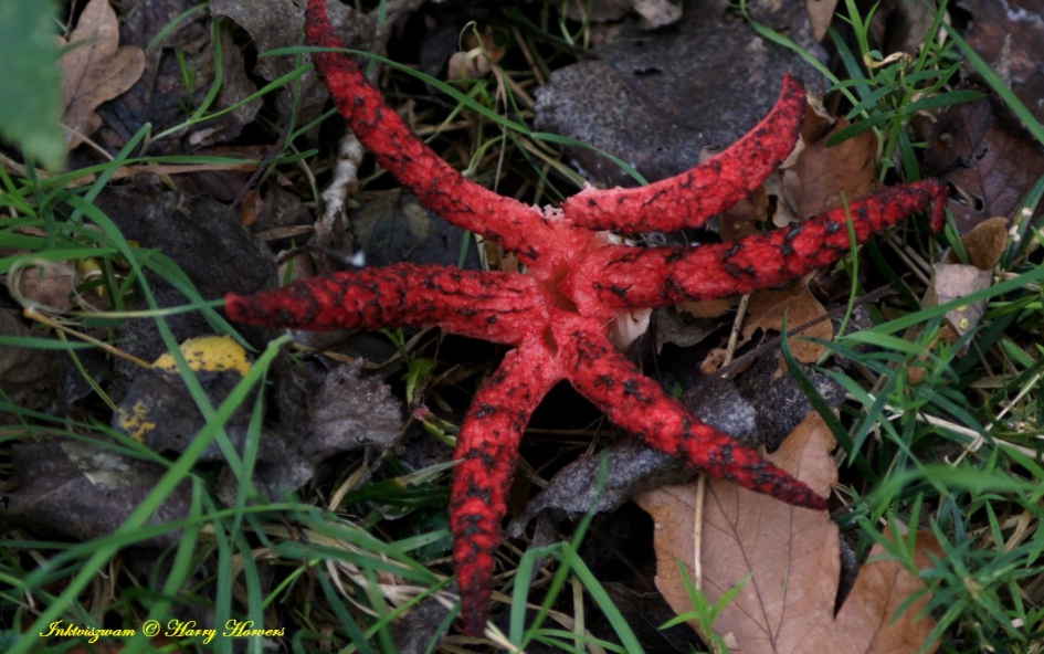 Inktviszwam - Schimmels - 