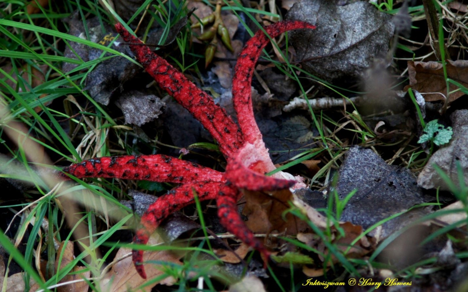 Inktviszwam - Schimmels - 