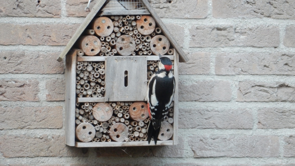 Insecten hotel wordt snoep hotel - Vogels - Grote bonte specht