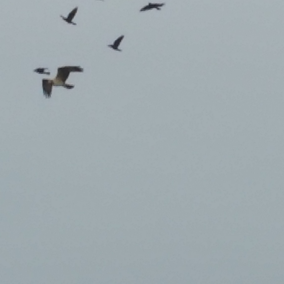 is dit een (jonge) visarend? - Vogels - 