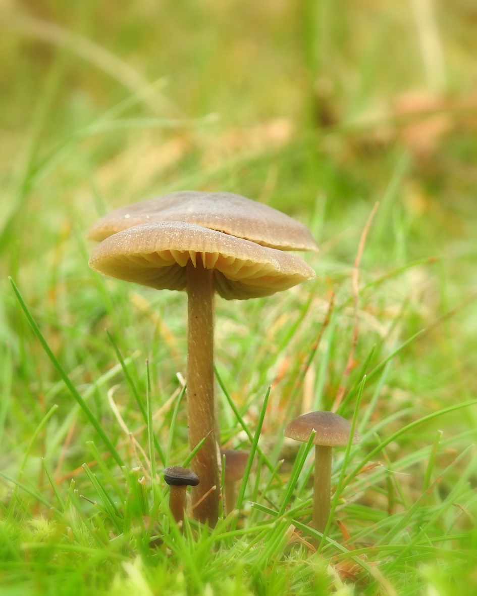 It's all in the family - Schimmels - 