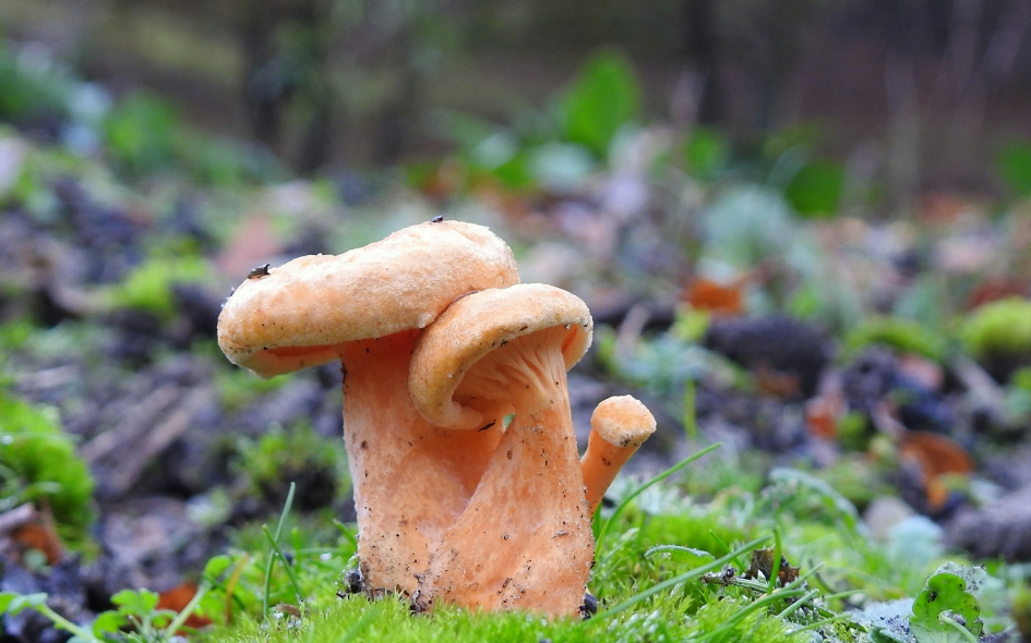 Jong gezin - Schimmels - 