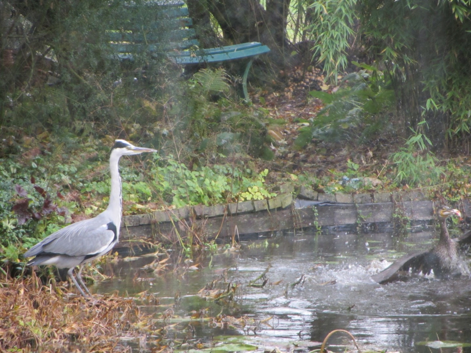 Jonge aalscholver vangt vis uit de vijver en reiger kijkt toe. - Vogels - Aalscholver