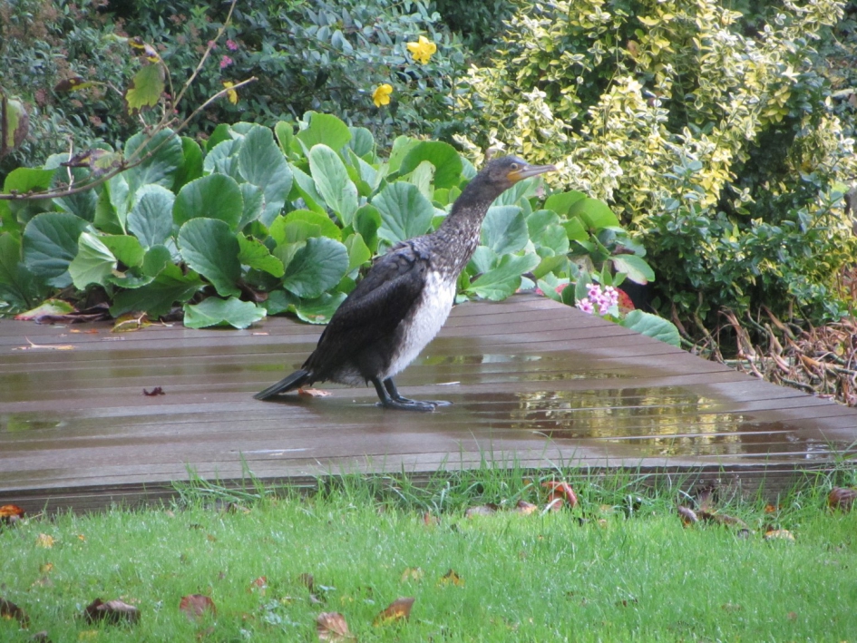 Jonge aalschover bij de vijver. - Vogels - Aalscholver