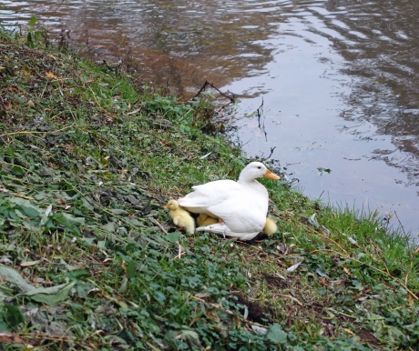 Jonge eendjes in november