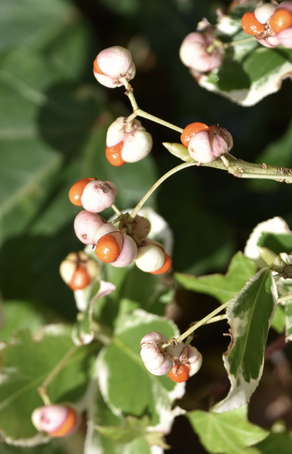 Kardinaalsmuts (inheemse) - Planten - 