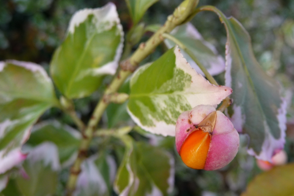 Inheemse kardinaalsmuts - Planten - 