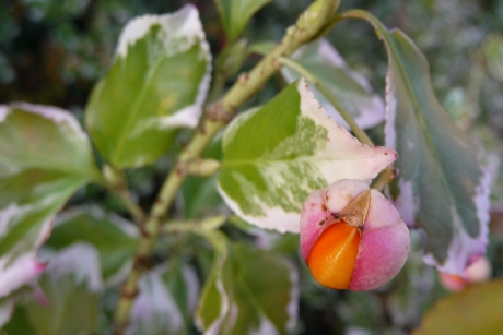 Inheemse kardinaalsmuts