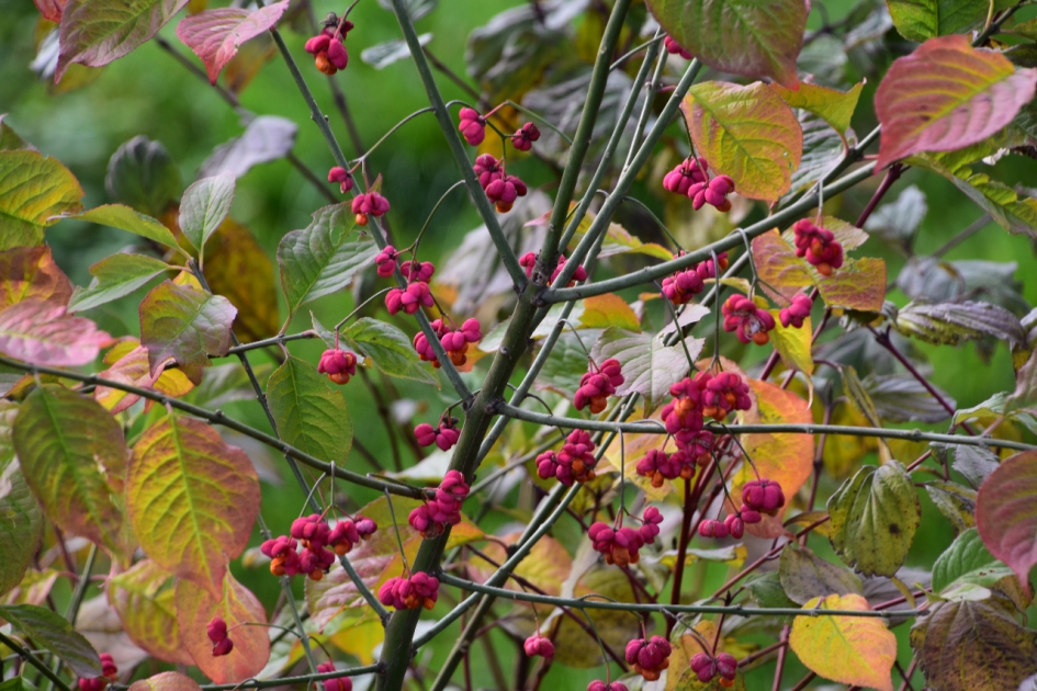 Kardinaalsmuts - Planten - 
