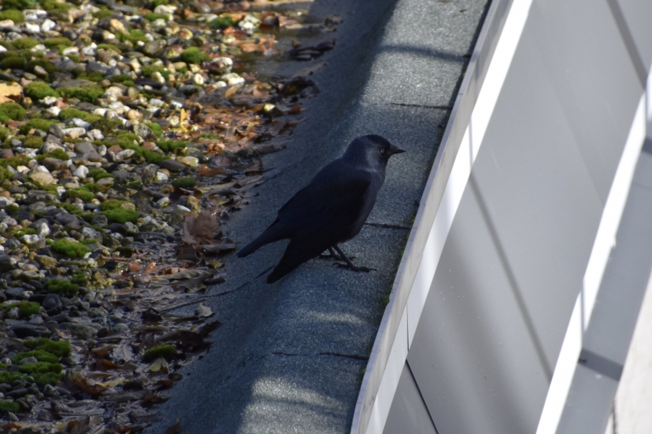 Kauw op dakrand - Vogels - 