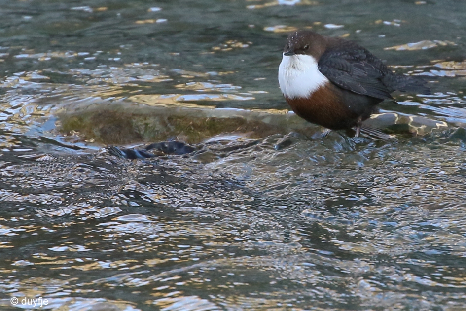 klaar voor onder water - Vogels - Waterspreeuw