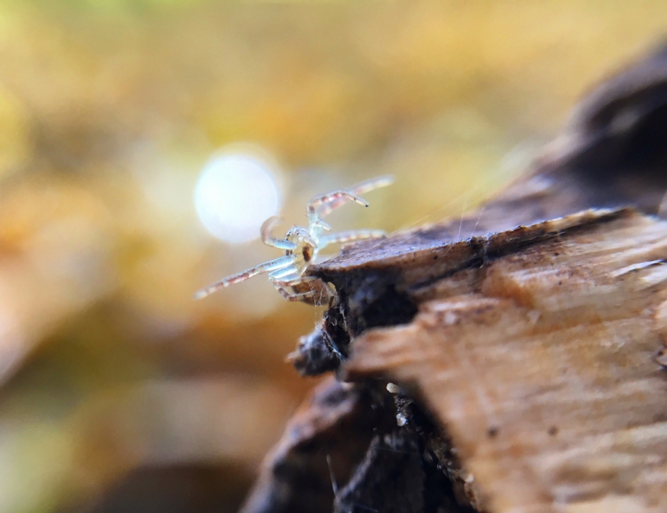 Klein - Geleedpotigen - 