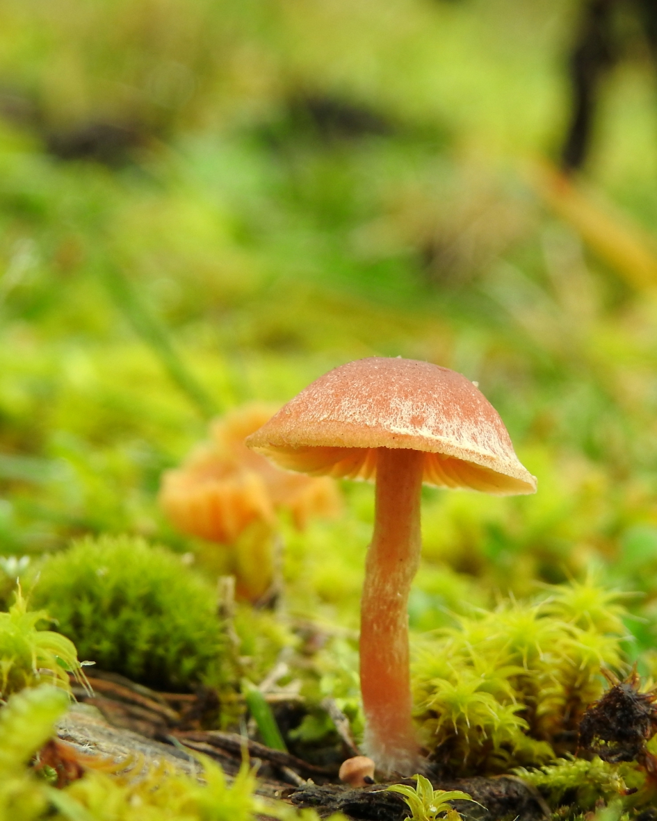 Klein maar fijn - Schimmels - Wasplaatje