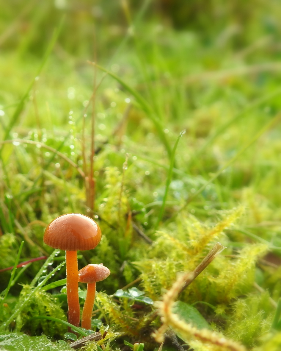 Kleine klokjes - Schimmels - Geelbruin mosklokje