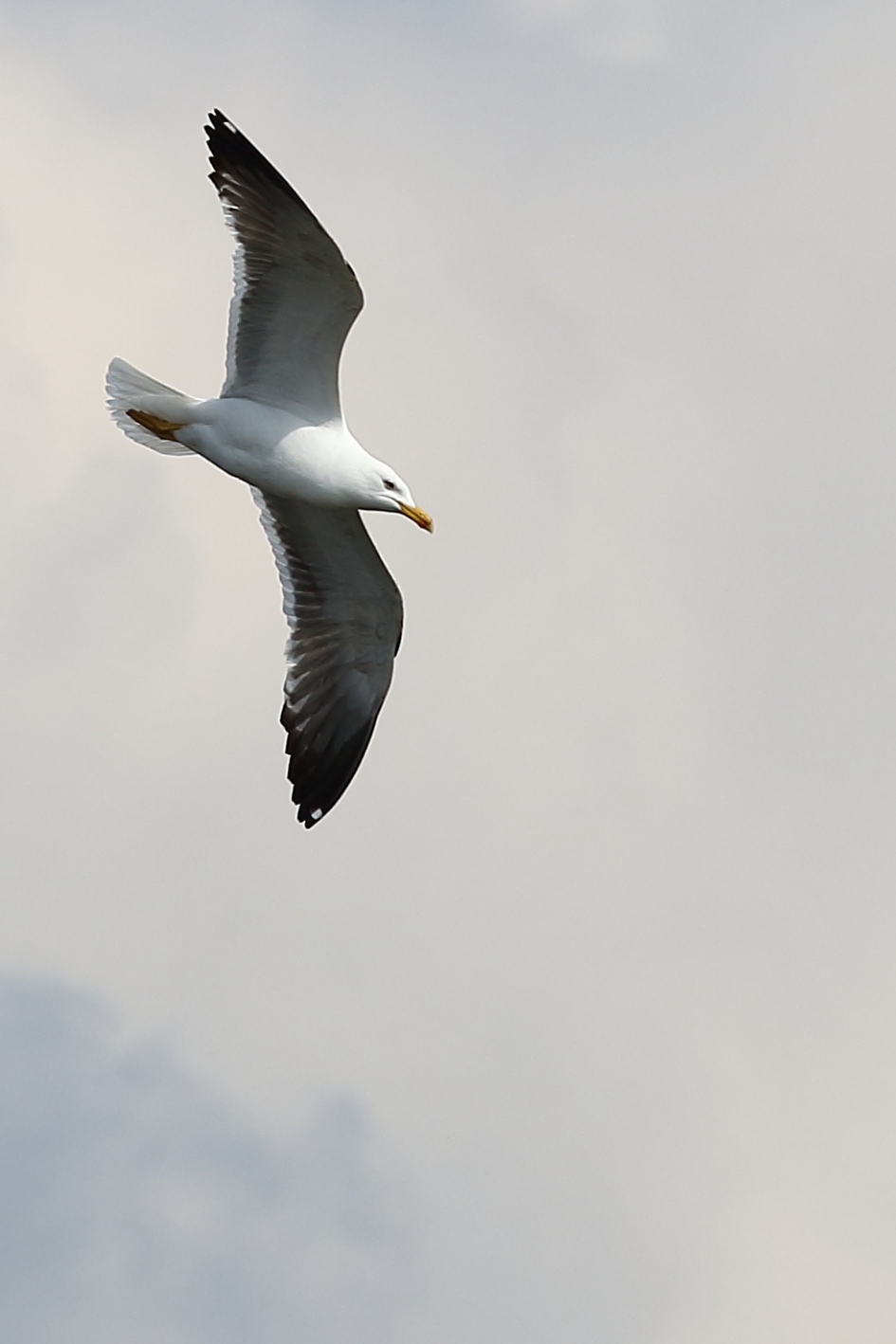 kleine mantelmeeuw - Vogels - 