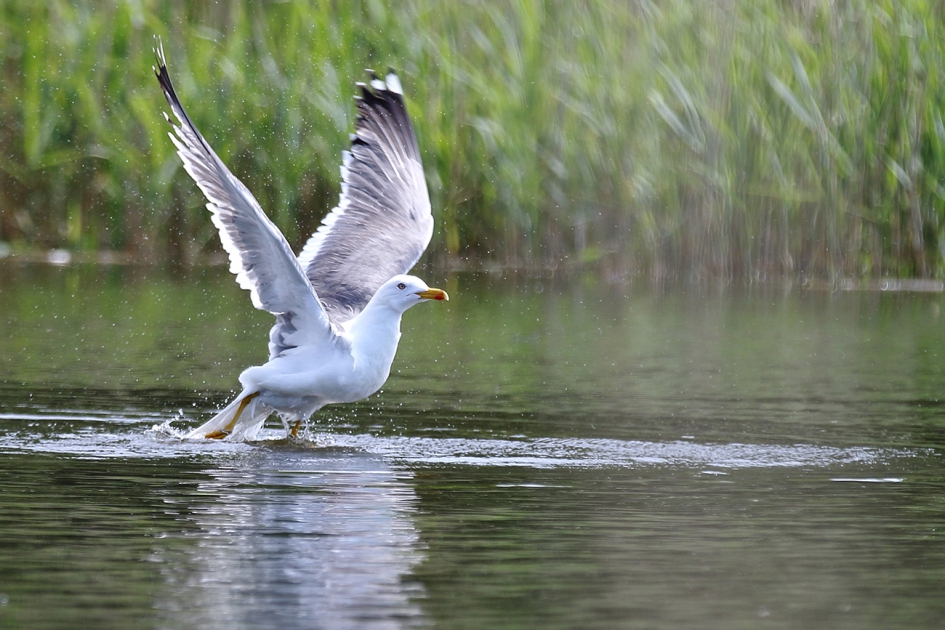 kleine mantelmeeuw - Vogels - 