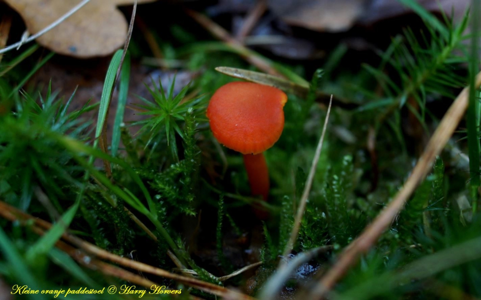 Kleine oranje paddestoel - Schimmels - 
