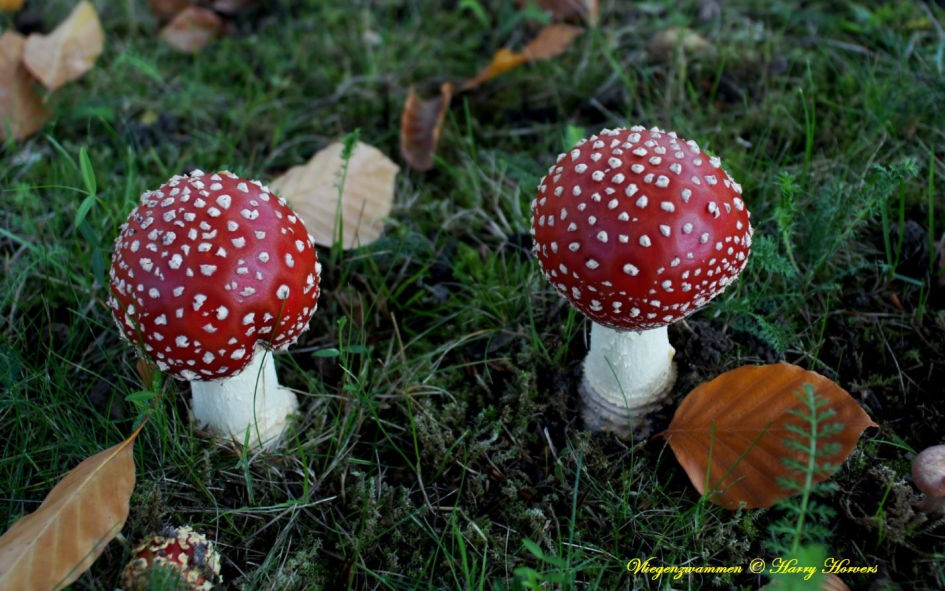 Kleine Vliegenzwammen - Schimmels - vliegenzwammen