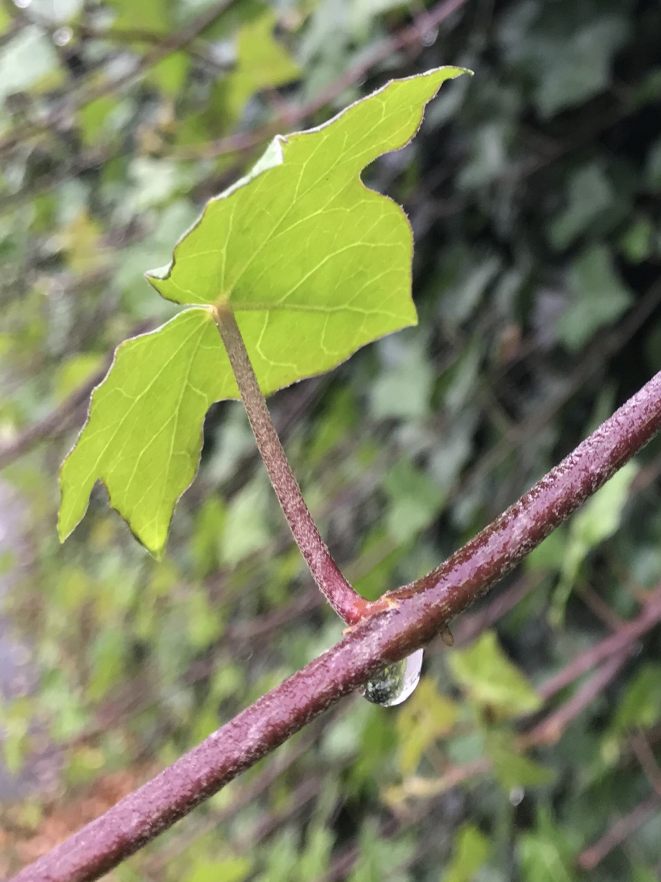 Klimop met druppel - Planten - 