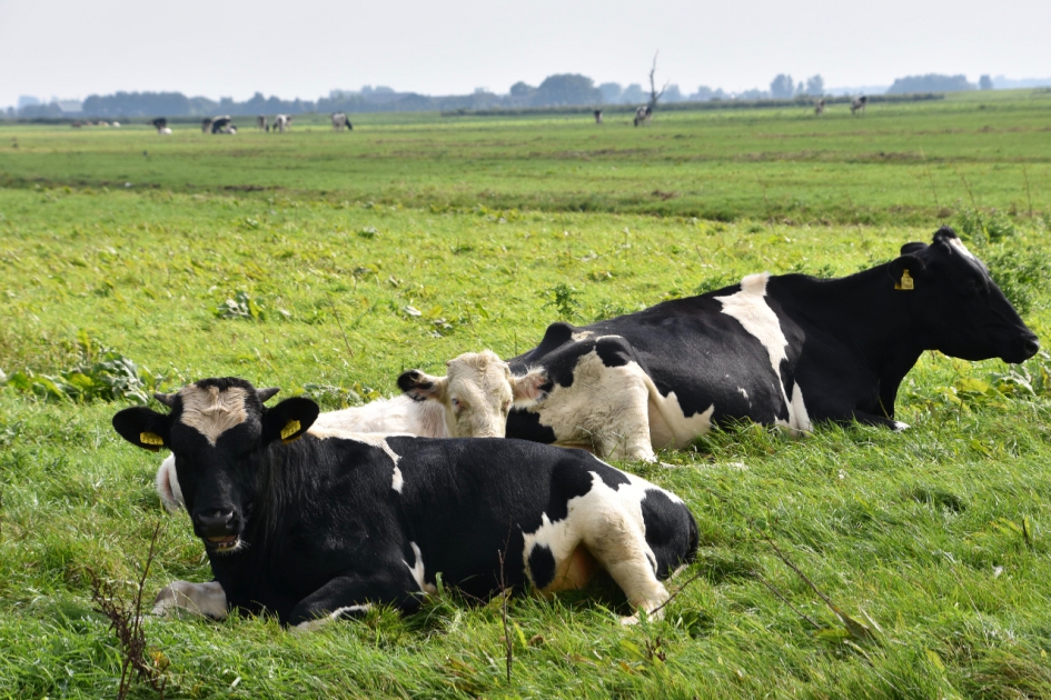 Koeien - Zoogdieren - 