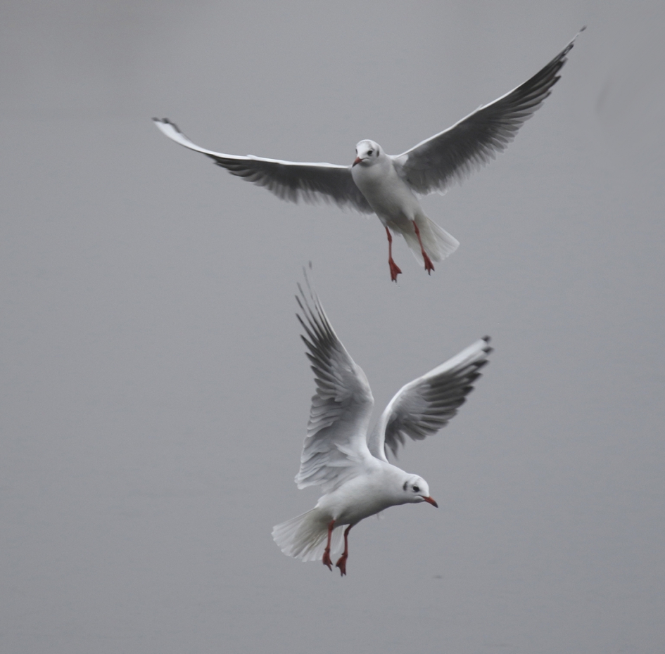 kokmeeuwen - Vogels - 