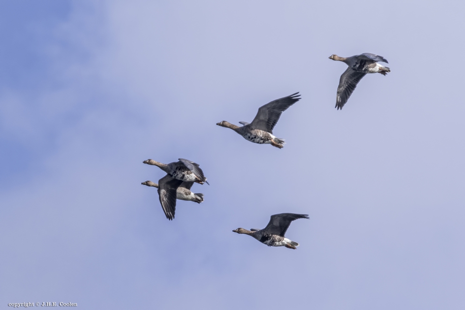 Kolganzen - Vogels - Kolgans